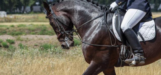 Photo d'un cheval noir monté par un cavalier 